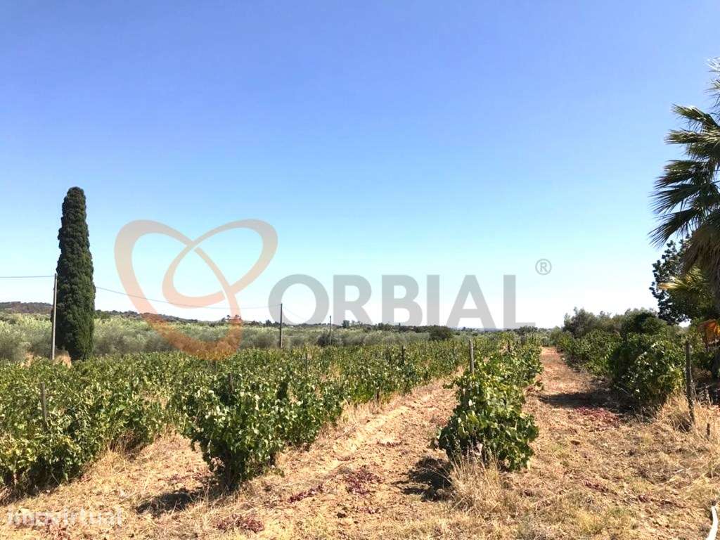 Fantástica Moradia situada na Vidigueira, Alentejo, Portugal - Grande imagem: 4/24