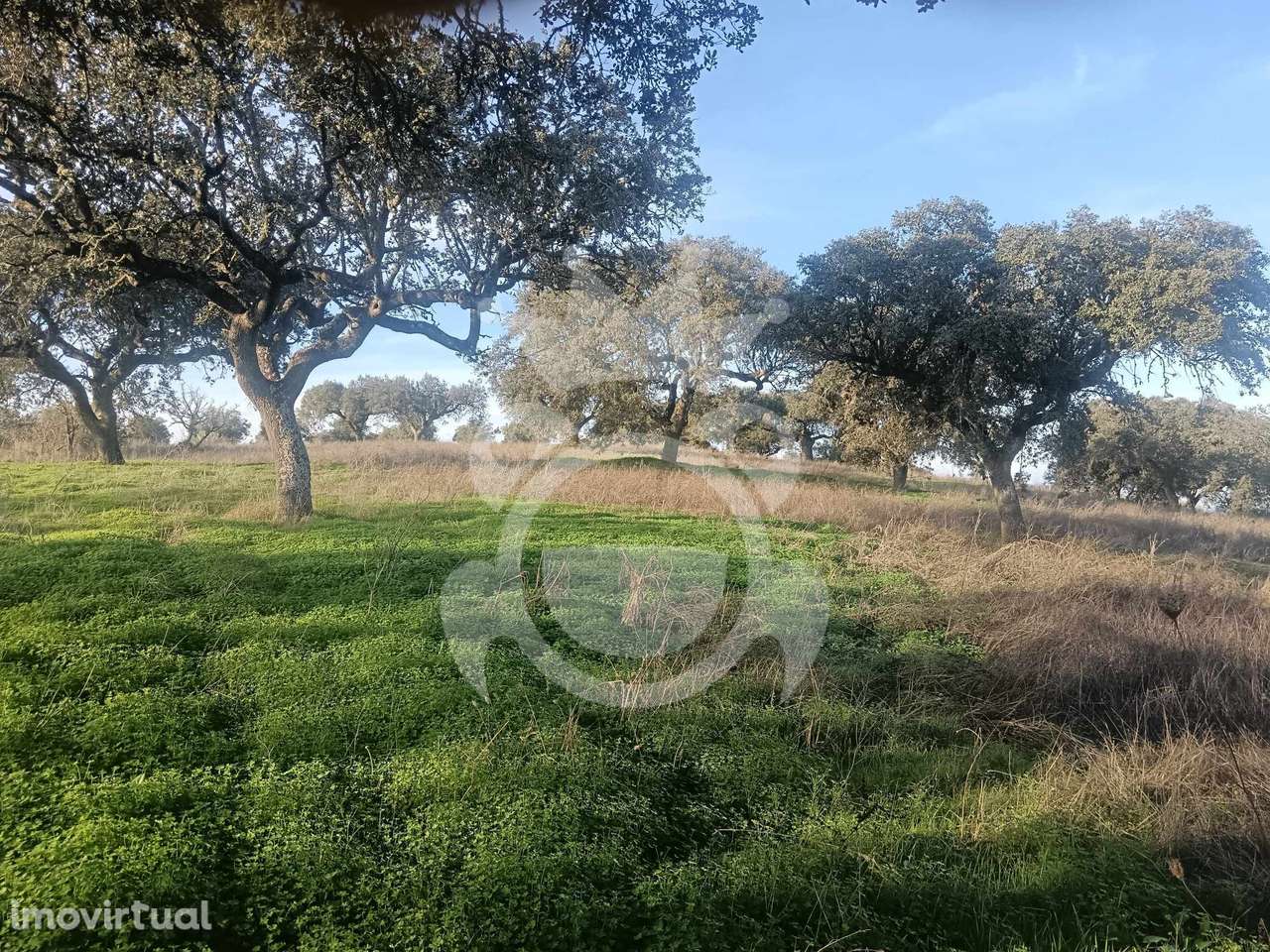 Terreno/Olival - Grande imagem: 4/33