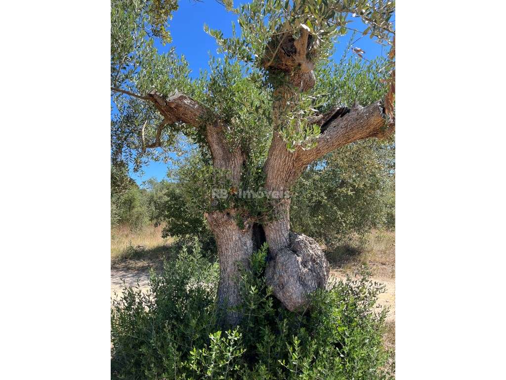 Terreno rústico com 4360 m2, situado em Paialvo, concelho de Tomar. - Grande imagem: 4/4