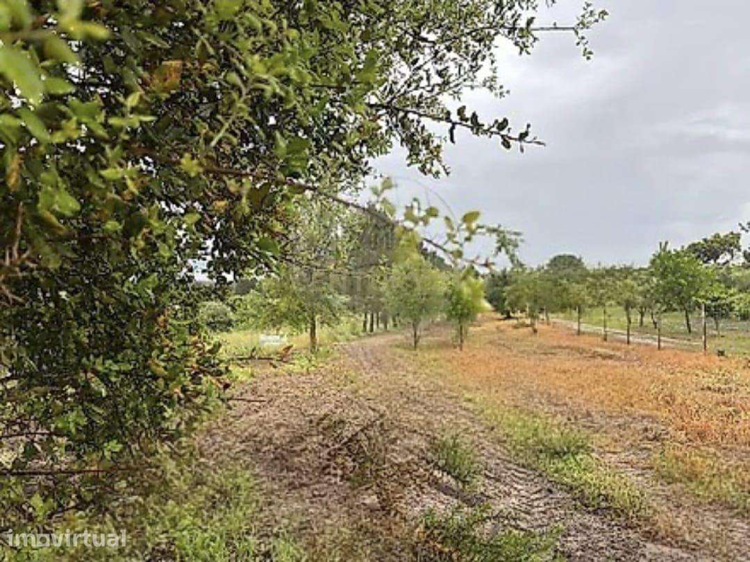 Terreno Rústico com 5.000m2 em S.José da Lamarosa, Coruche - Grande imagem: 5/12