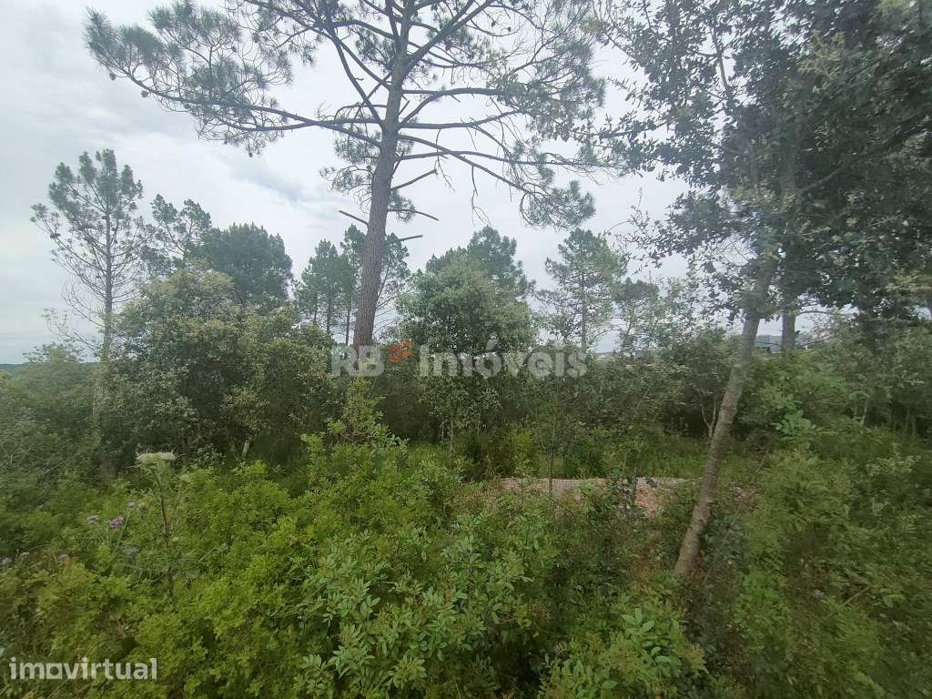 Terreno Rústico com 6920m2 - Pedreira, Tomar - Grande imagem: 4/10