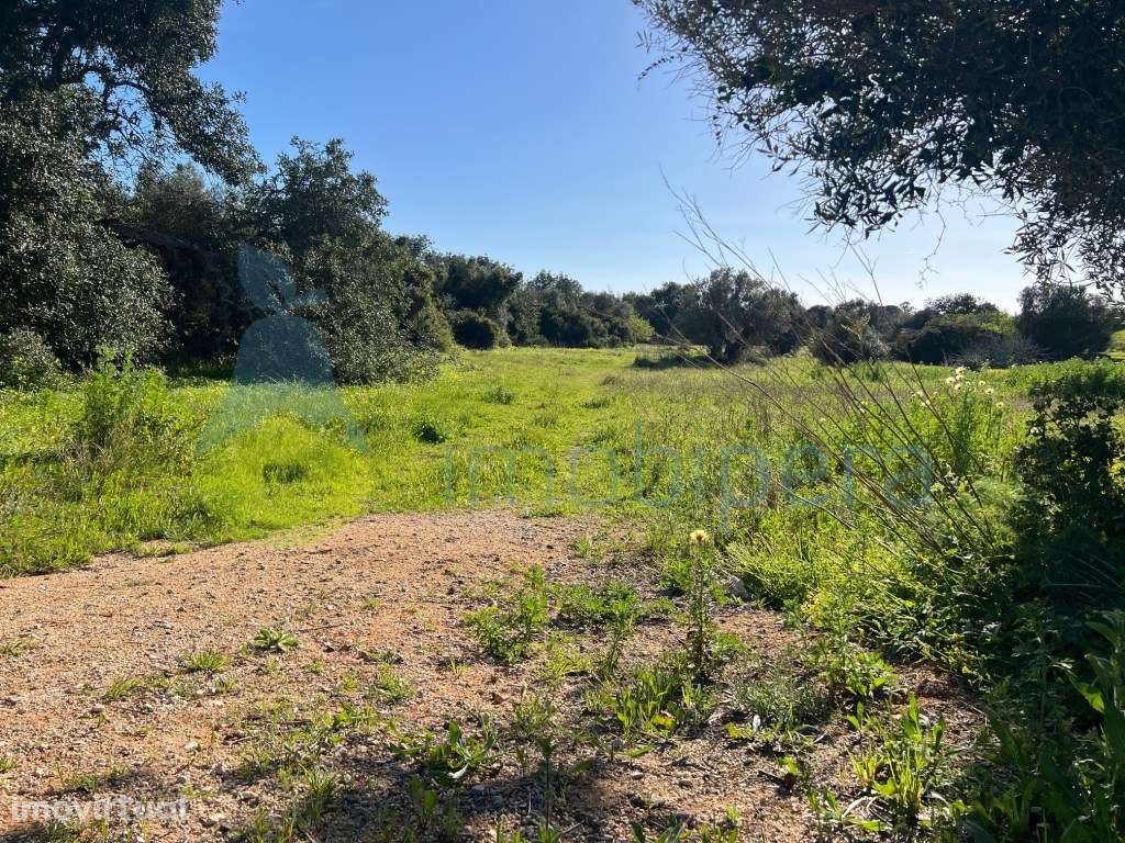 TERRENO RÚSTICO TAVAGUEIRA GUIA - Grande imagem: 4/18