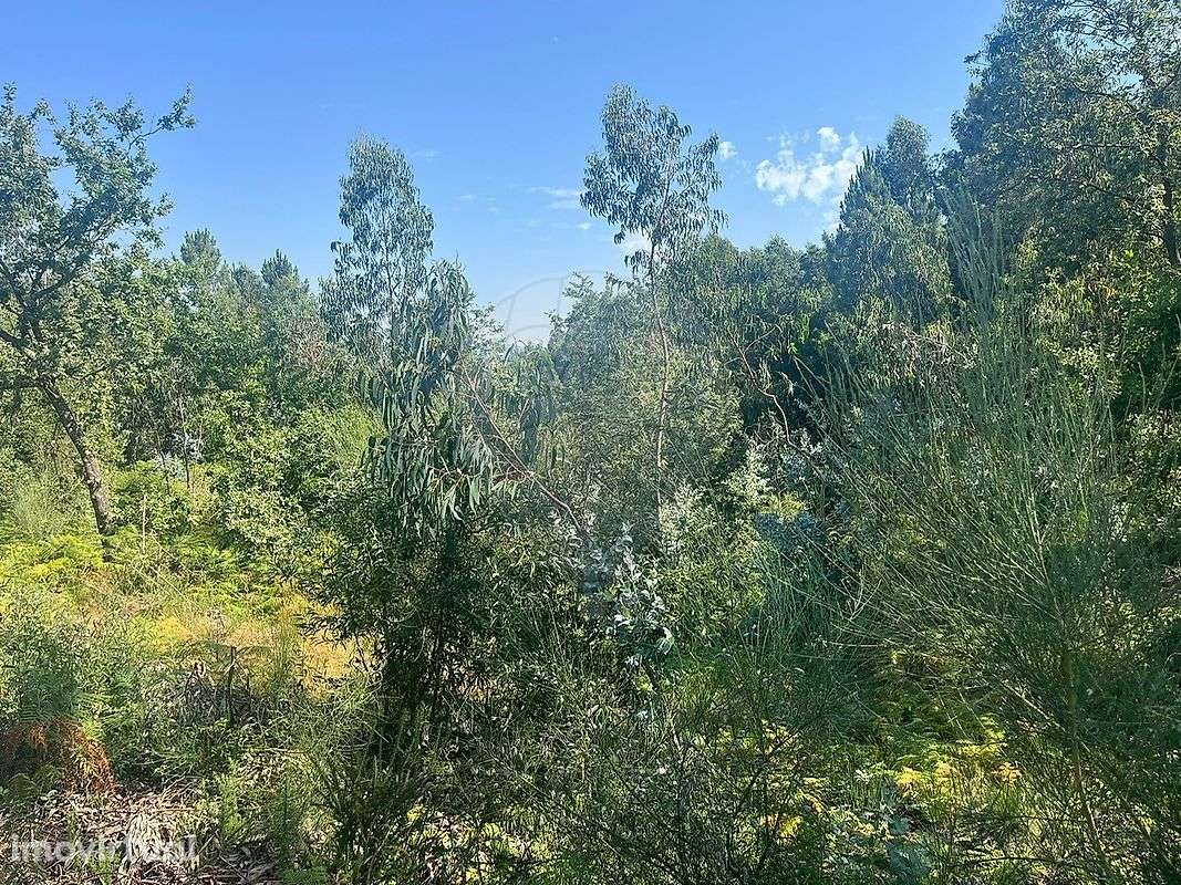 Terreno  para arrendamento - Grande imagem: 3/4