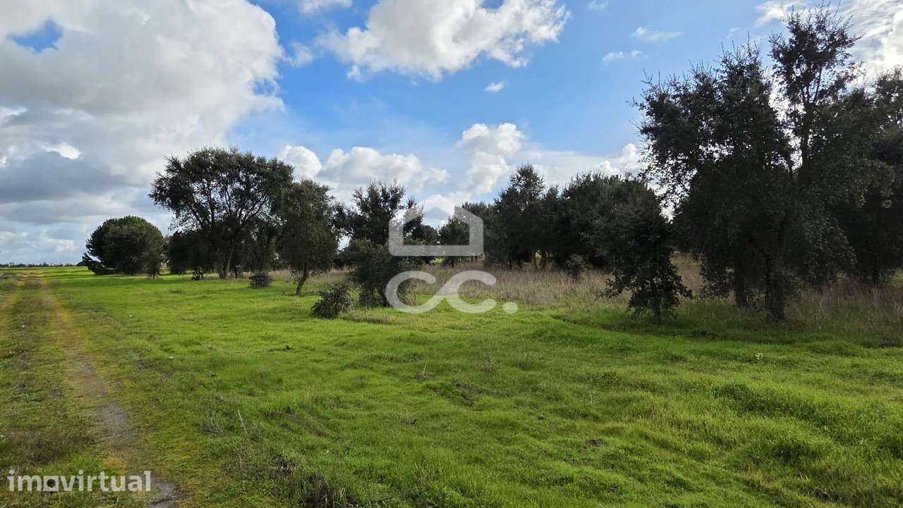Terreno com 4,35 ha em Pegões Velhos: Potencial Agrícola e Viabilidade - Grande imagem: 2/8