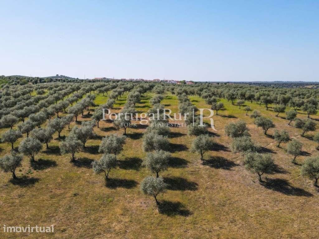 Herdade com 22,62 ha confinante com barragem - Grande imagem: 4/50