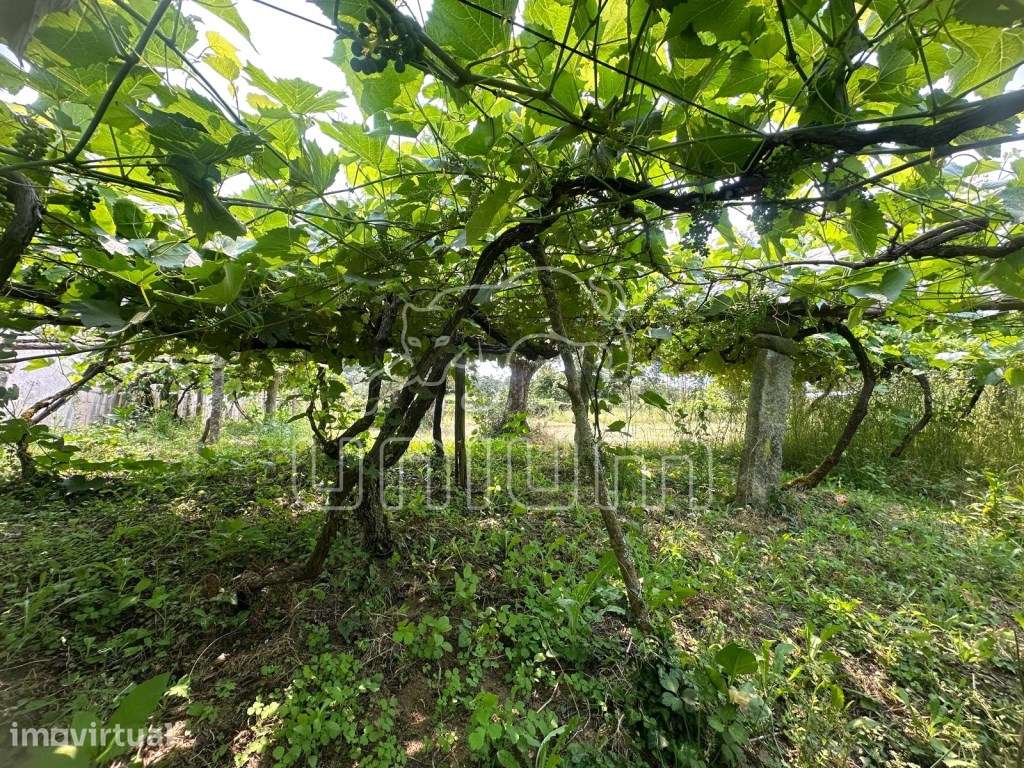 Terreno Agrícola - Vila Franca - Grande imagem: 3/5