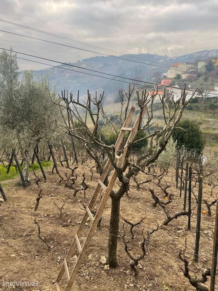 QUINTINHA COM VINHA E CASA PARA RECUPERAR NO DOURO – PROJETO APROVADO - Grande imagem: 5/15