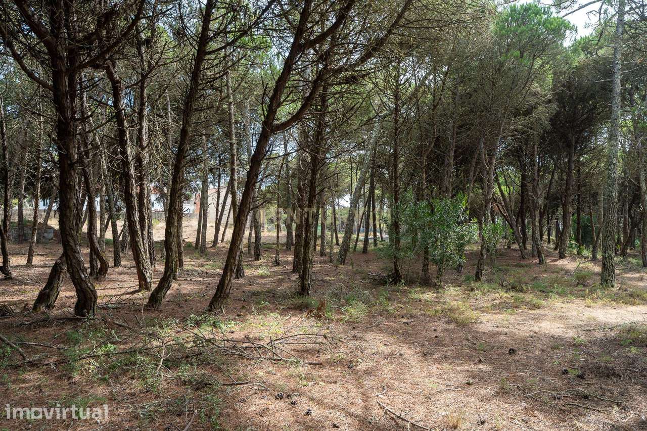 Terreno rústico de pinheiros perto das praia de Sintra - Grande imagem: 5/12