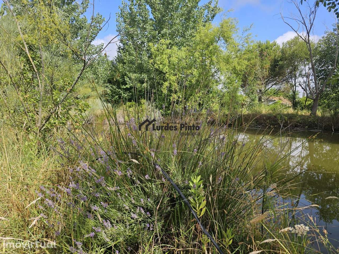 Quinta com habitação - Grande imagem: 5/28