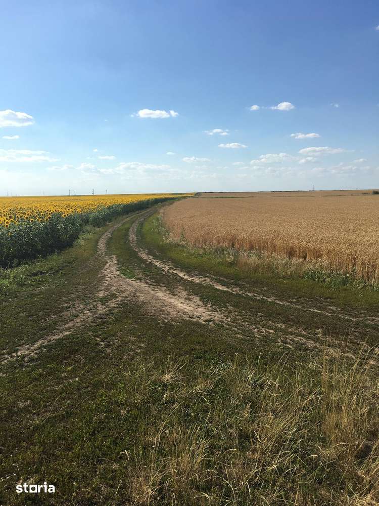 Vand Teren Agricol 103Hectare! Satchinez Biled Jud.Timiș Compact Cal1! - Imagine principală: 3/4