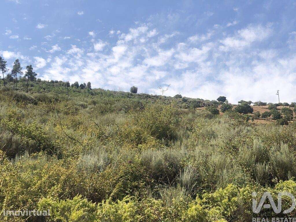 Terreno Agrícola em Poiares - Grande imagem: 5/17