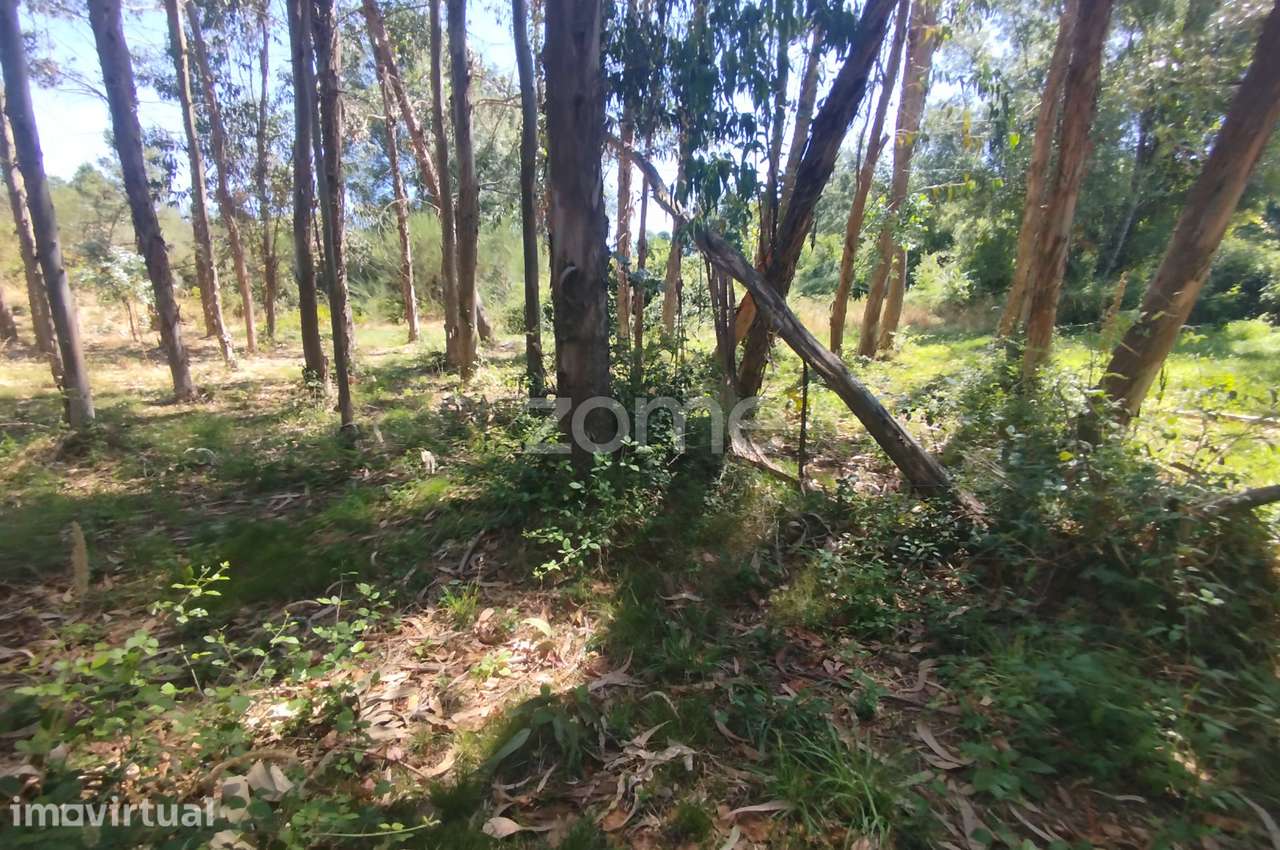 Ruína em Pedra, Palheiro escavado em pedras - Grande imagem: 4/47