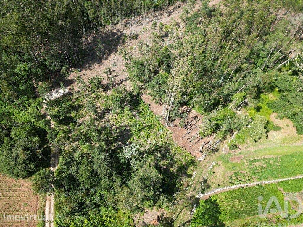 Terreno em Alqueidão da Serra - Grande imagem: 3/10