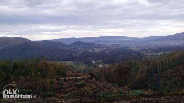 Coutada de Monte para plantações florestais - 16000 m2 - Grande imagem: 2/2