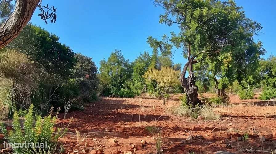 Terreno rústico plano com 4240 m2 no Algarve - Grande imagem: 5/14