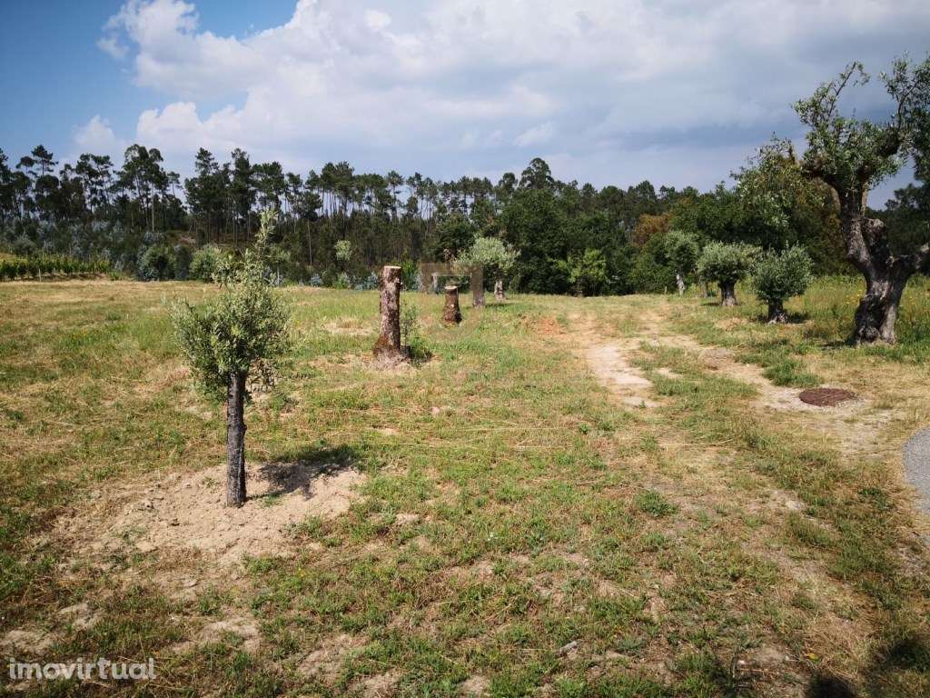 Espectacular terreno para construção - Ourem - Grande imagem: 5/8
