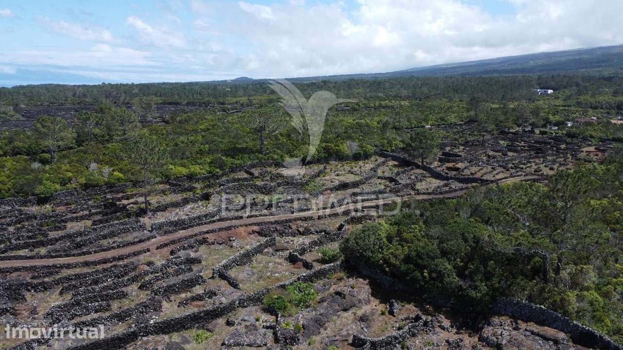Terreno rústico com vinha – Bandeiras, Madalena do Pico - Grande imagem: 2/9