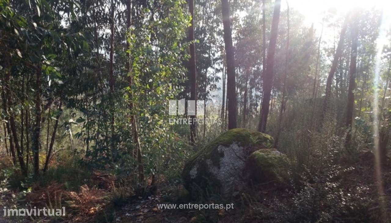 Venda Terreno, São Martinho de Sardoura, Castelo de Paiva - Grande imagem: 4/10