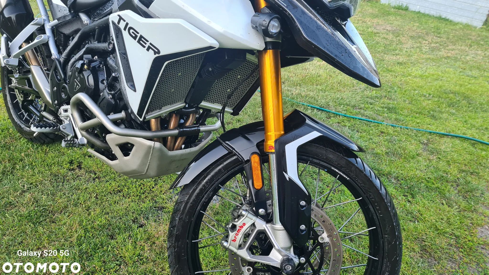 Triumph Tiger - 1