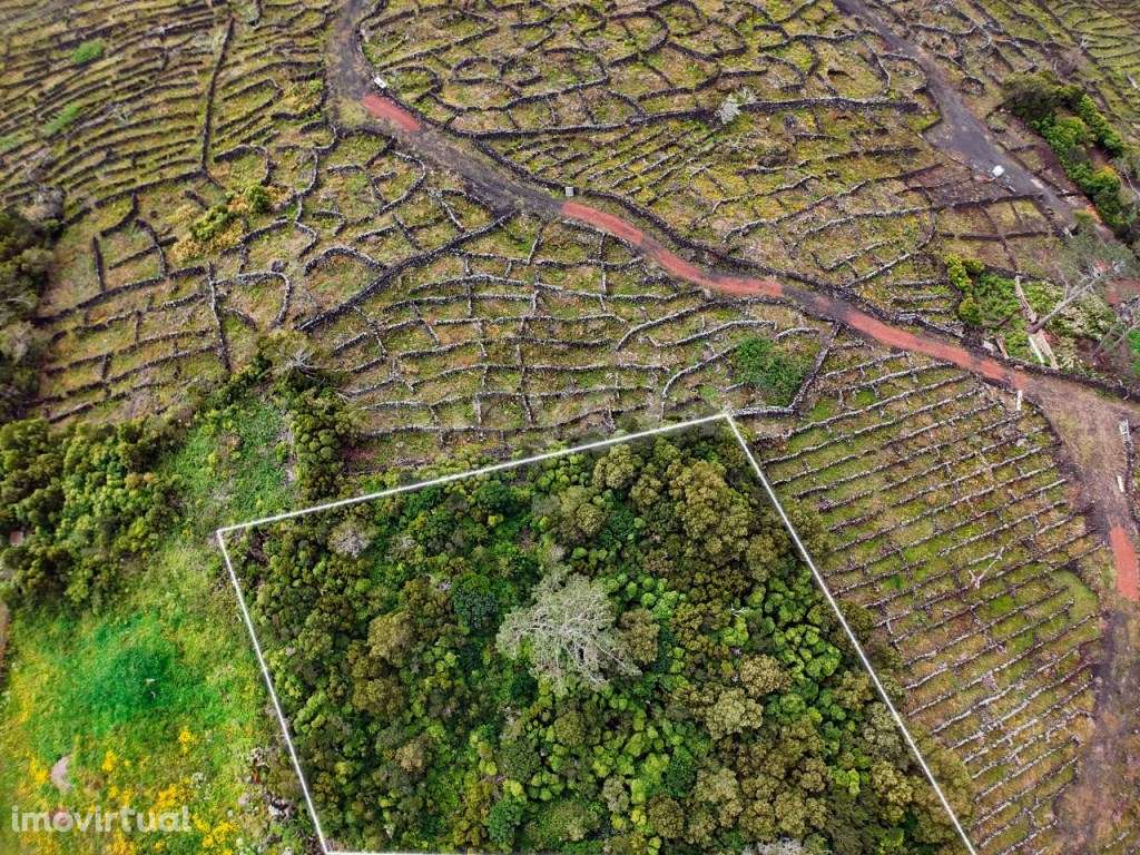 Terreno para construção Bandeiras, Cais do Mourato - Ilha do Pico - Grande imagem: 5/10