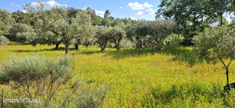 Terreno à venda em Salvador, Penamacor - Grande imagem: 4/12