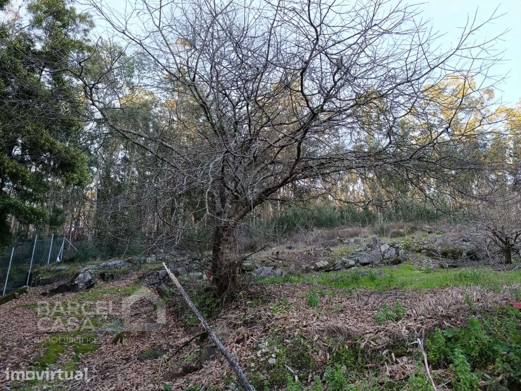 Casa de 48m2 para recuperar, com terreno de construção em Alheira -... - Grande imagem: 4/7