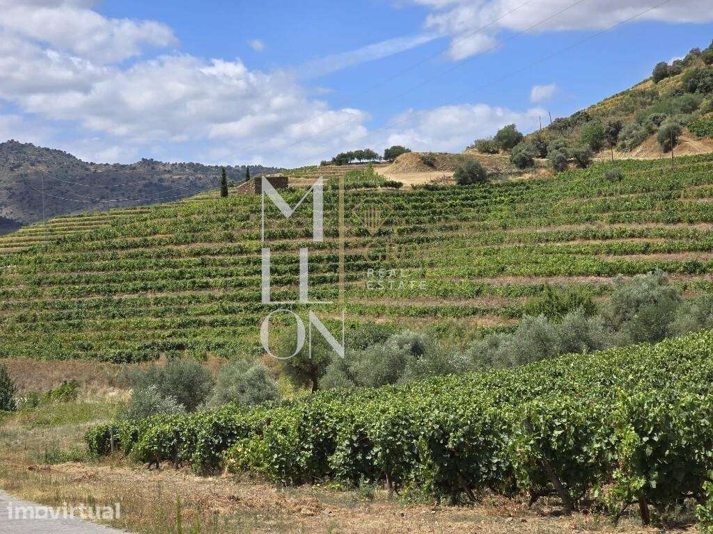 Quinta no coração do Douro Vinhateiro – Uma Oportunidade Única de Inve - Grande imagem: 3/14