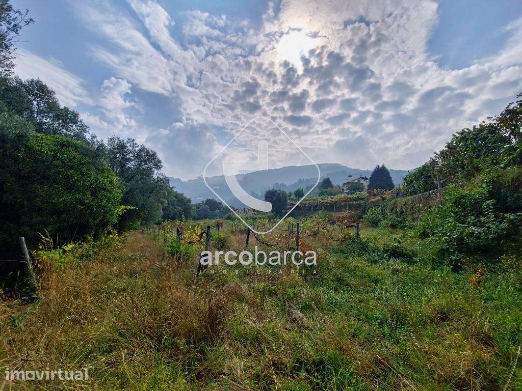 Terreno agrícola com vinha produtiva em Gondufe - Ponte de Lima - Grande imagem: 2/6