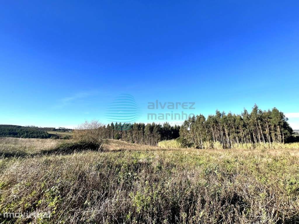 Excelente terreno rústico com 18.368m2, Bombarral - Grande imagem: 4/8