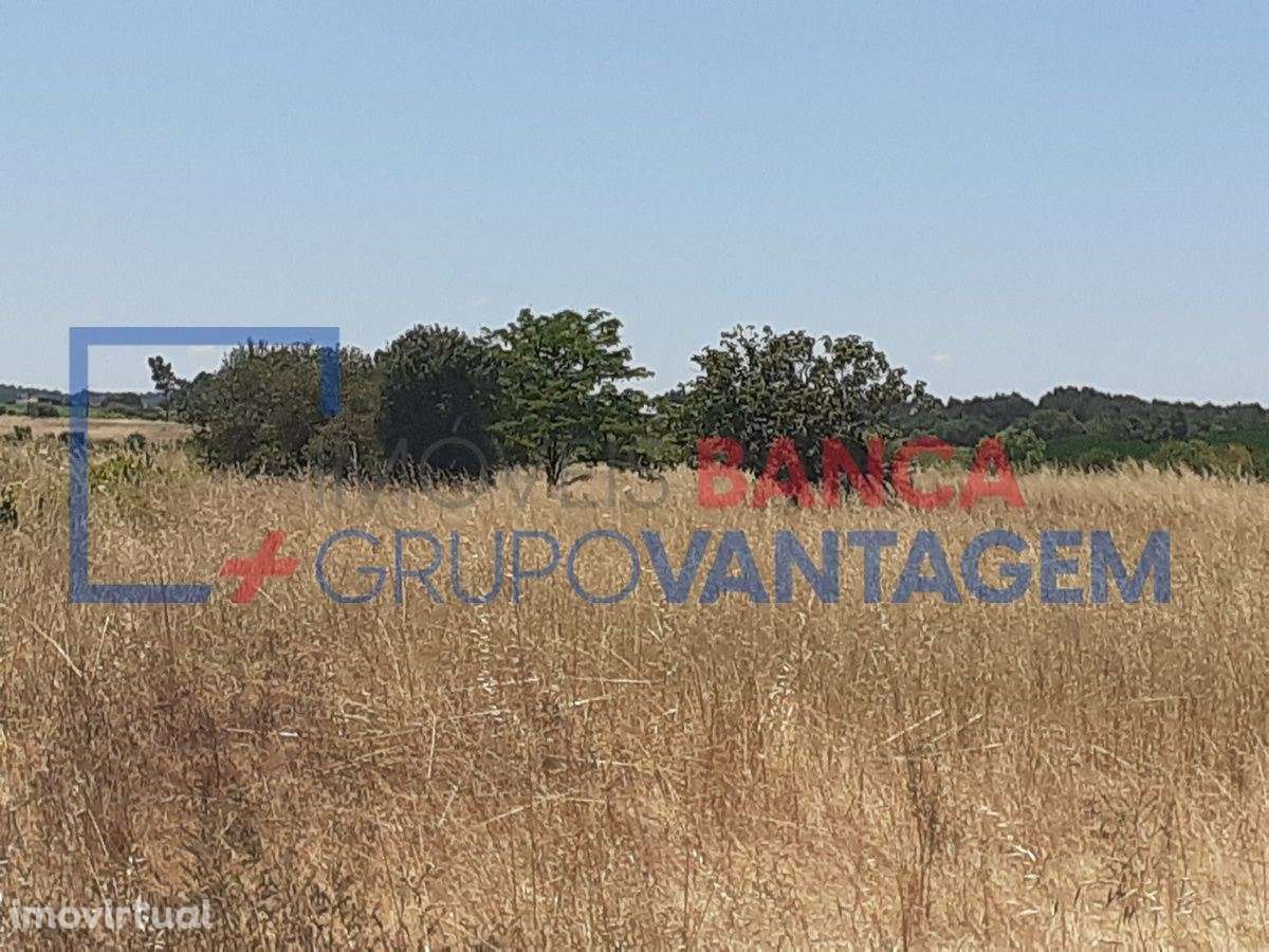 Terreno Rustico com vinha e arvores de fruto - Grande imagem: 5/5