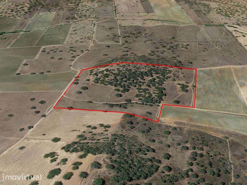 Terreno Rústico com 7,5 ha no Alandroal | Oportunidade para Agricul... - Grande imagem: 4/4