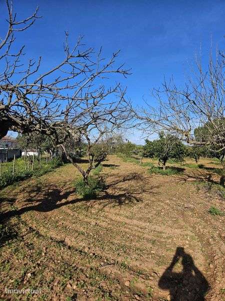 Quinta de 20 hectares em Campo Maior com Olival - Grande imagem: 4/12