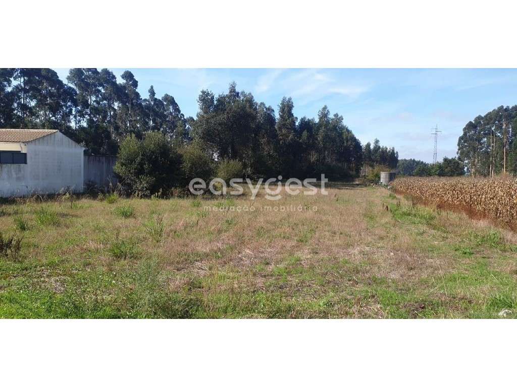 Terreno e Eucaliptal com viabilidade para construção em Aradas - Grande imagem: 4/12