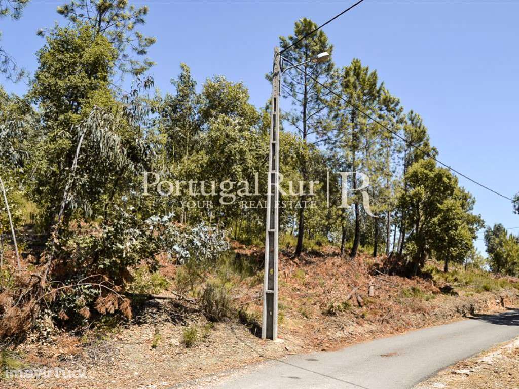Terreno Rústico com Pinhal e Eucalipto em Proença-a-Nova - Grande imagem: 4/6
