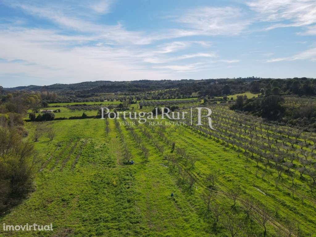 Quinta / Olival com 9,5 hectares em Torres Novas - Grande imagem: 5/43
