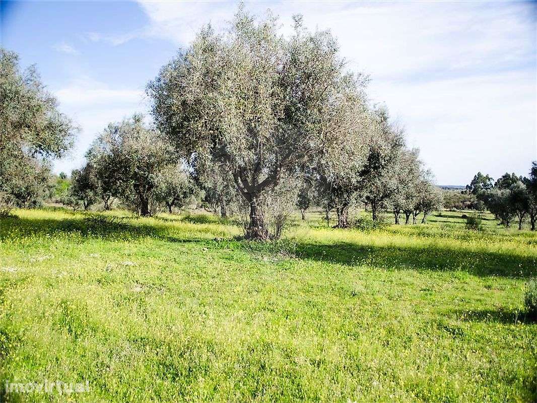 Quinta  para venda - Grande imagem: 4/33