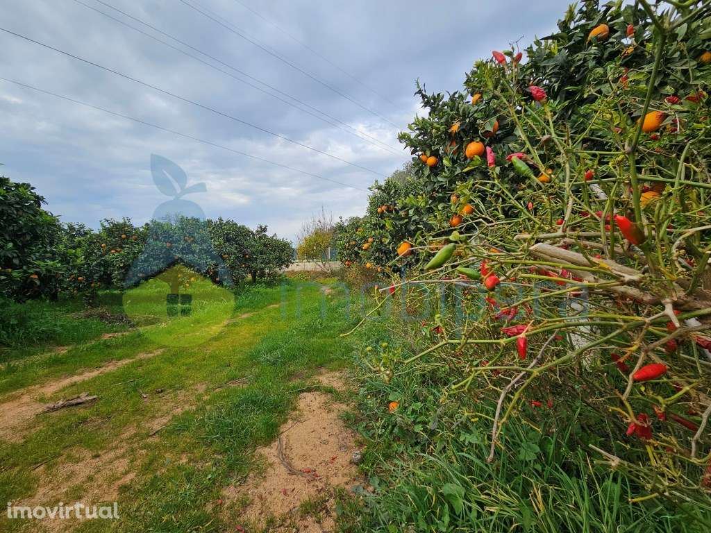 Terreno com pomar e alfaias!
Grande oportunidade de adquirir esta ... - Grande imagem: 3/16