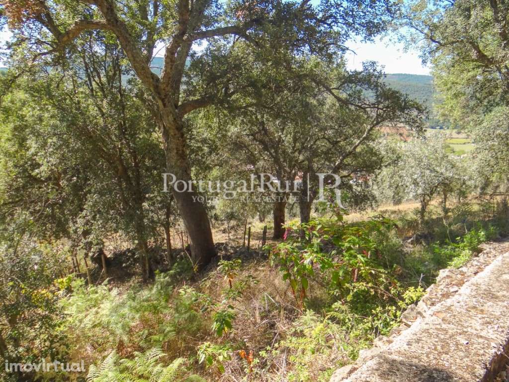 Terreno agricola com vinha, olival e árvores de fruto - Grande imagem: 5/34