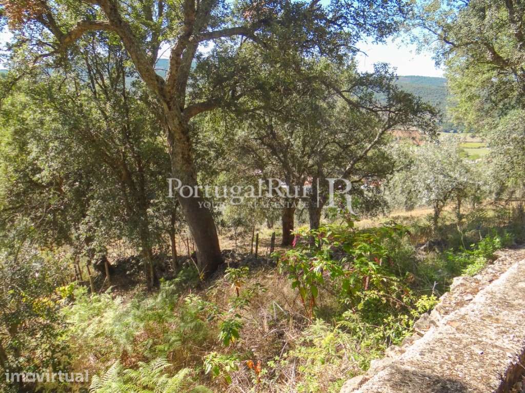 Terreno agricola com vinha, olival e árvores de fruto - Grande imagem: 5/34