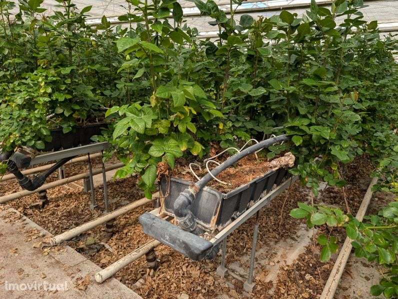 Arrenda-se duas estufas - Grande imagem: 4/7