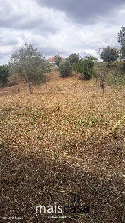 Lote Urbano com Árvores ! - Grande imagem: 4/7