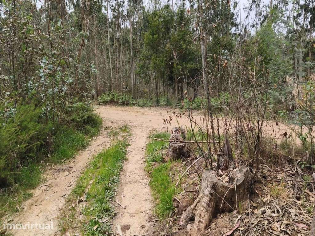 TERRENO CABECINHO DO CORVÃO - RIO-CÔVO - ÁGUEDA - Grande imagem: 3/4