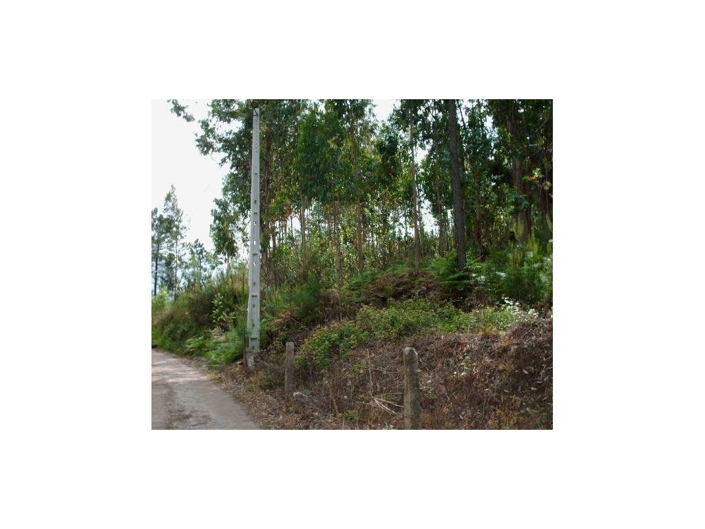 Terreno em Gondufe- Ponte de Lima - Grande imagem: 2/6