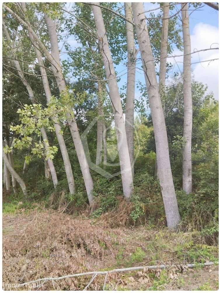 TERRENO - Grande imagem: 2/5