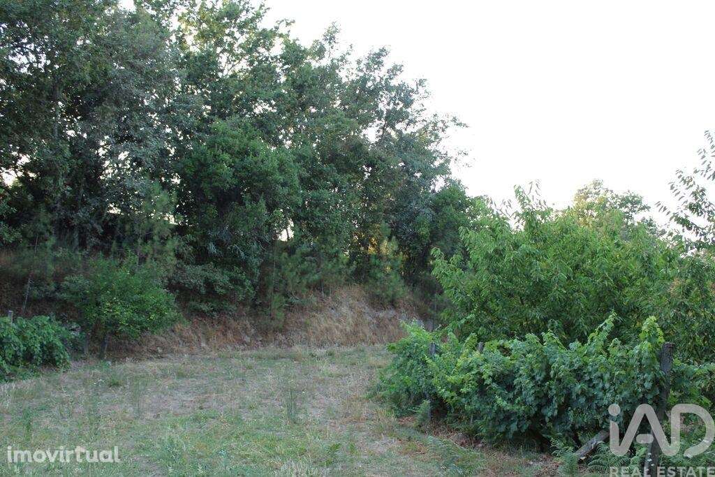 Terreno em Nogueira do Cravo - Grande imagem: 4/11