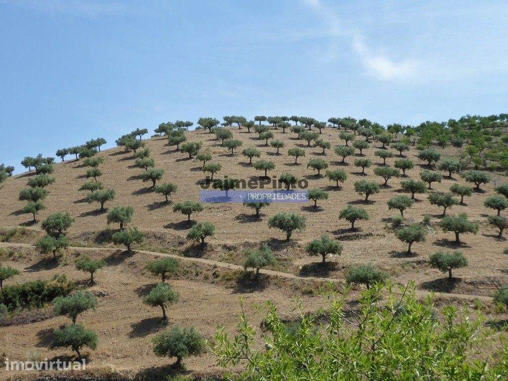 Olival ecológico, 400.000m2, em Barca dAlva. Portugal, Figueira de ... - Grande imagem: 5/9
