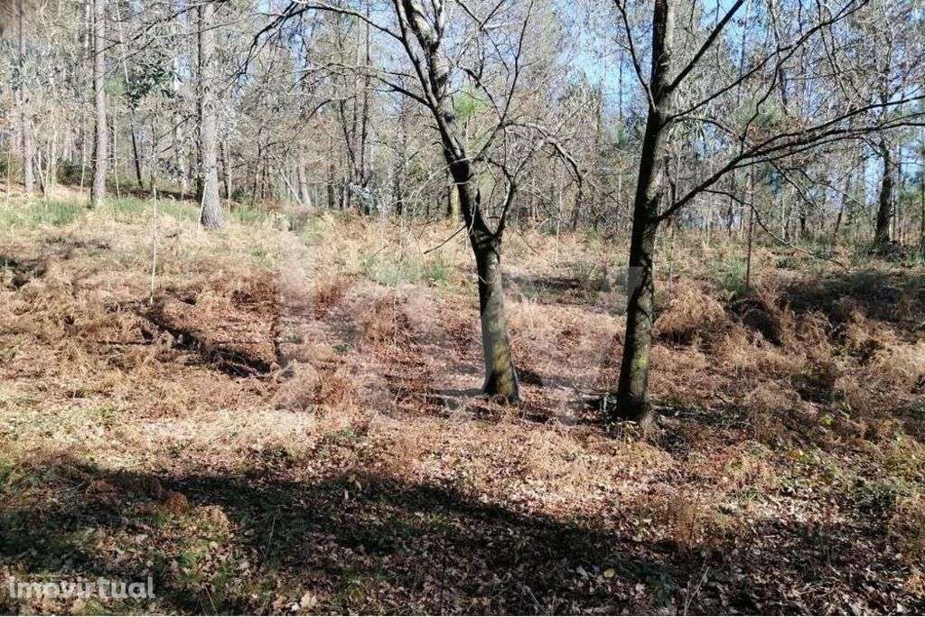 Bouça com excelente disposição Solar e com Linha de Água - Grande imagem: 3/8