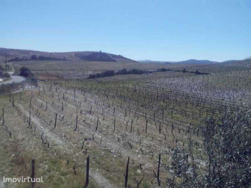 Quinta no Douro com terrenos e casa - Grande imagem: 2/10
