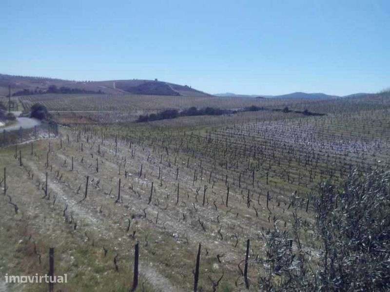 Quinta no Douro com terrenos e casa - Grande imagem: 2/10