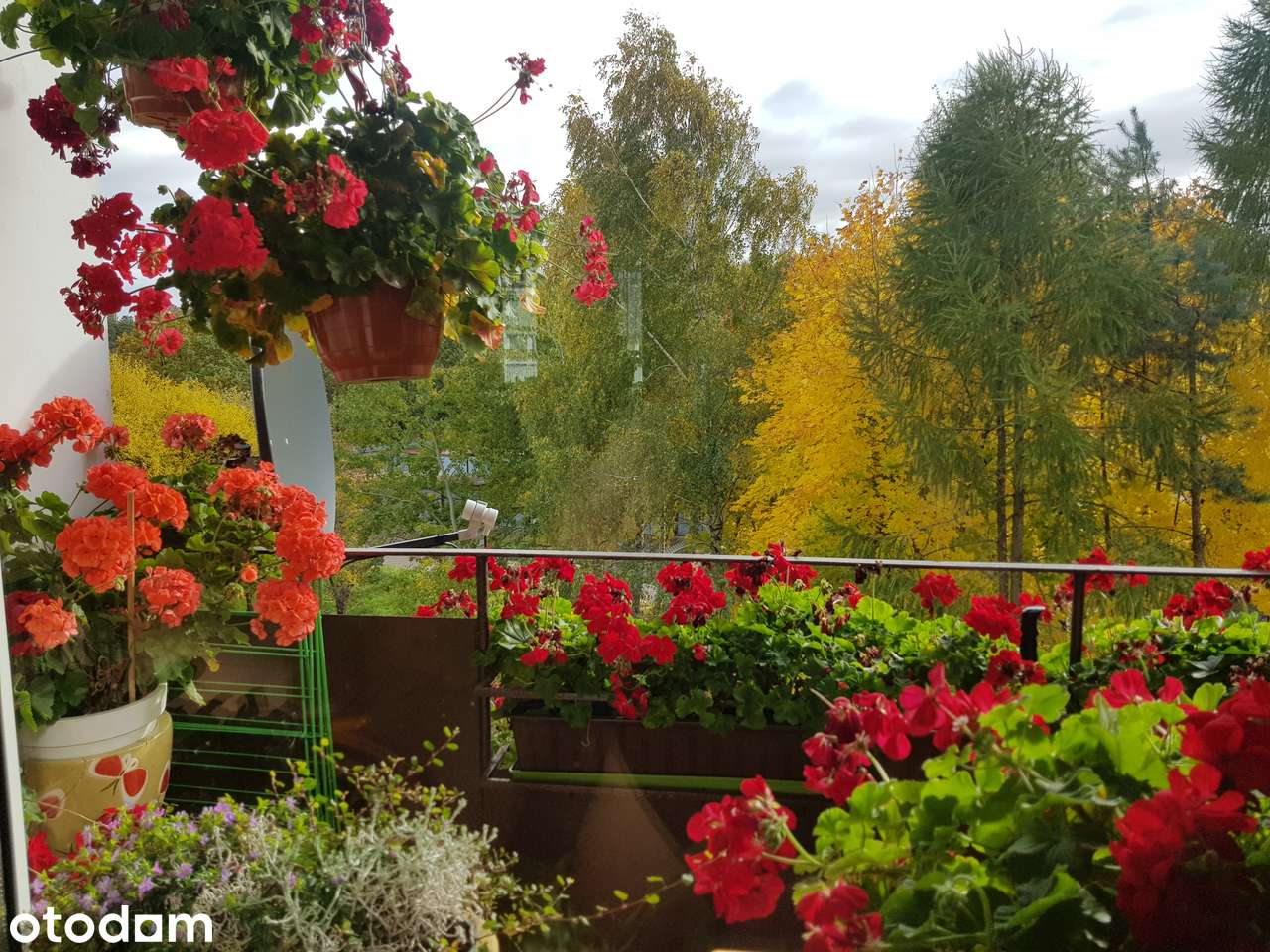 Mieszkanie , Mikołów, Oś. Kochanowskiego.